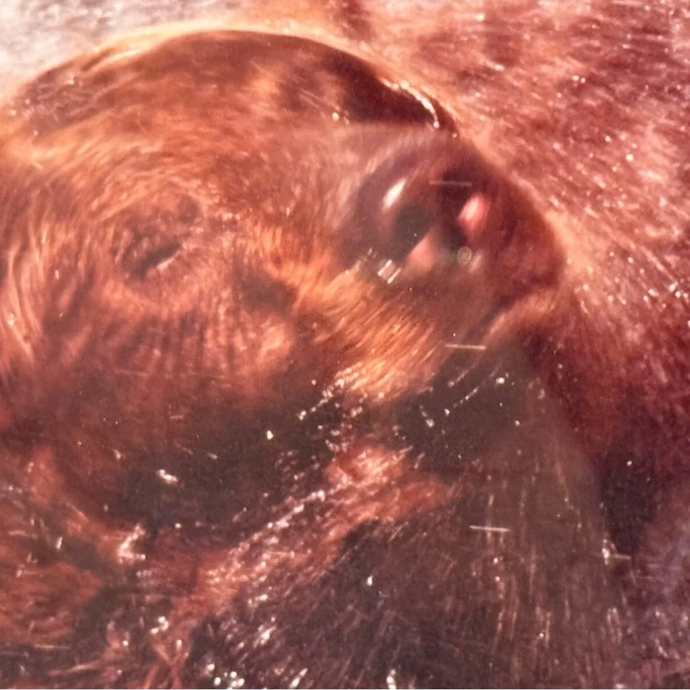 Jasper James Signed Framed Grizzly Bear Framed‎ Nature Photography 16x13”